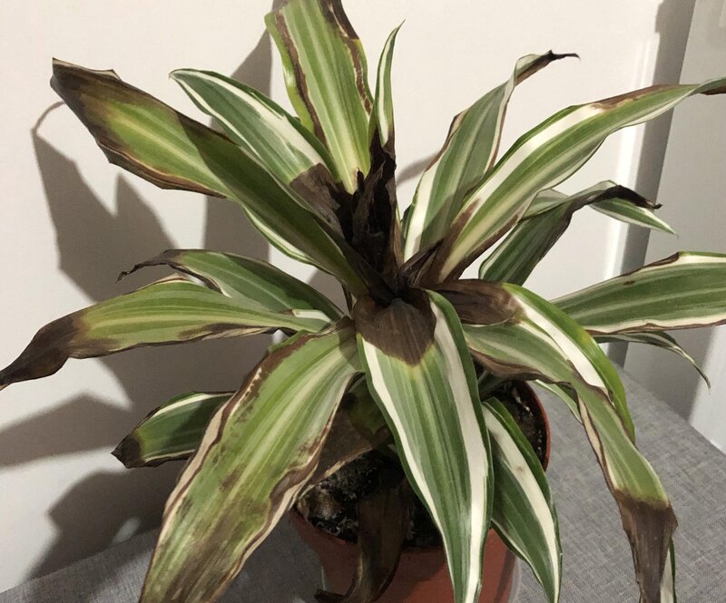 Dracaena Leaves Turning Black