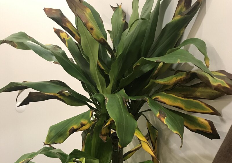 Dracaena Leaves Turning Black- 10+ Best Tips To Save Your Dracaena