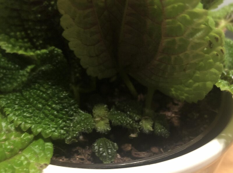 Moon Valley Friendship plant propagation