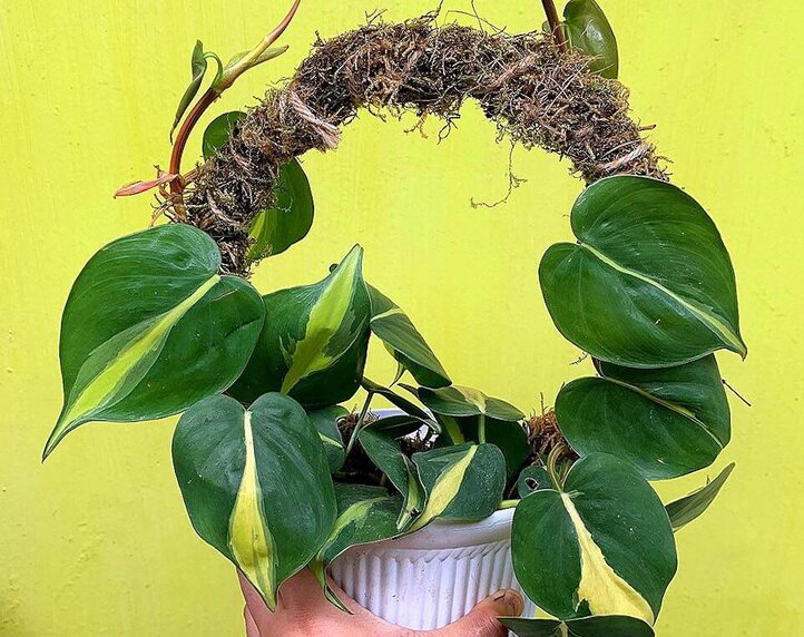 Philodendron Brasil