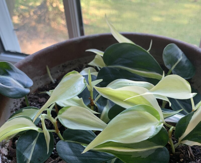 Philodendron Brasil light conditions