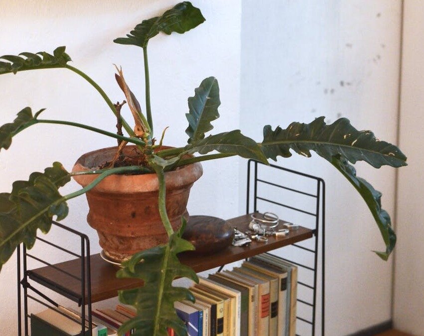 Philodendron xanadu care tips