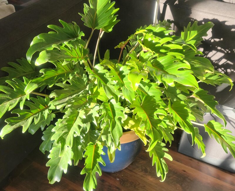 Philodendron xanadu light conditions