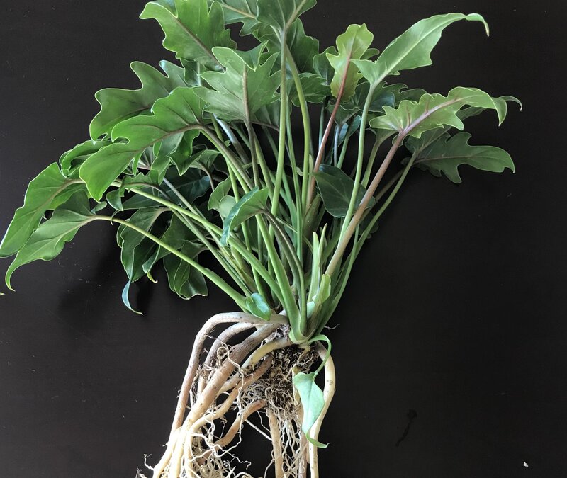 Philodendron xanadu repoting