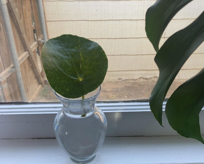 pilea peperomioides propagation from leaf