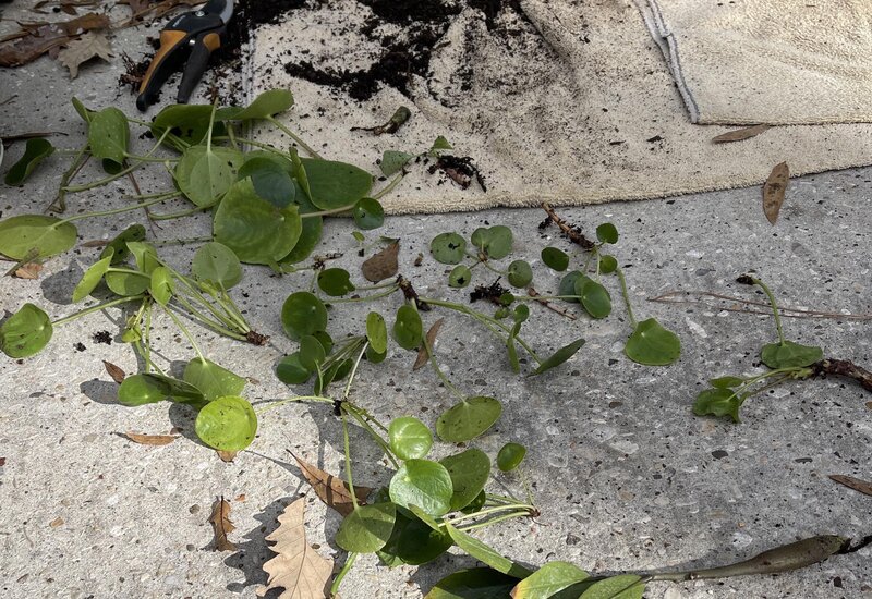Propagating Pilea Peperomioides
