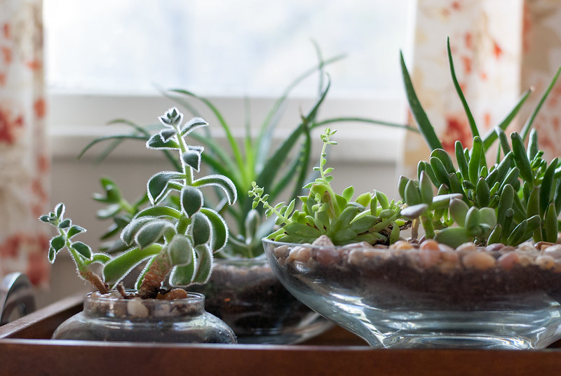 Indoor Succulent Care
