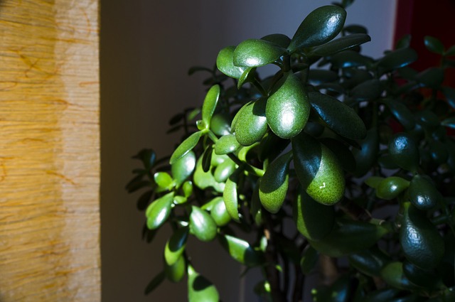 where to keep jade plant
