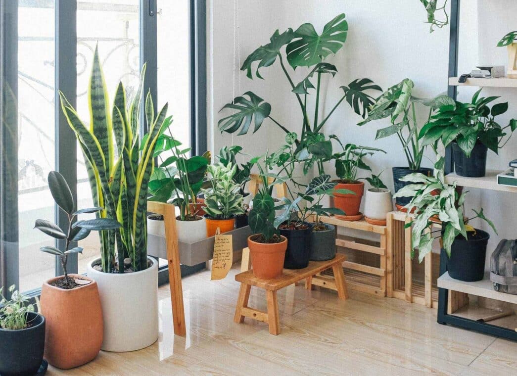 Types of Houseplants